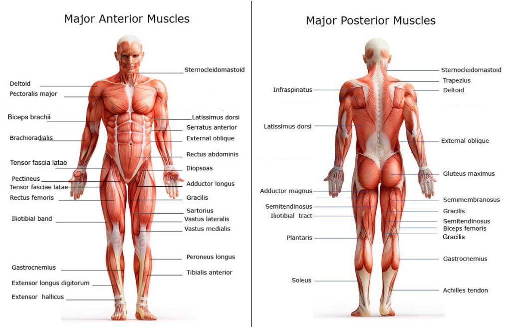Chart Of Major Muscles On The Front Of The Body With Labels Chart Of Major Muscles On The Front Of The Body With Labels