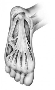 plantar-fascia on the bottom of the foot