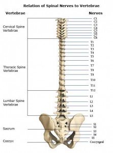 Spinal Nerves: Cervical, Thoracic, Lumbar, Sacral, Coccyxgeal