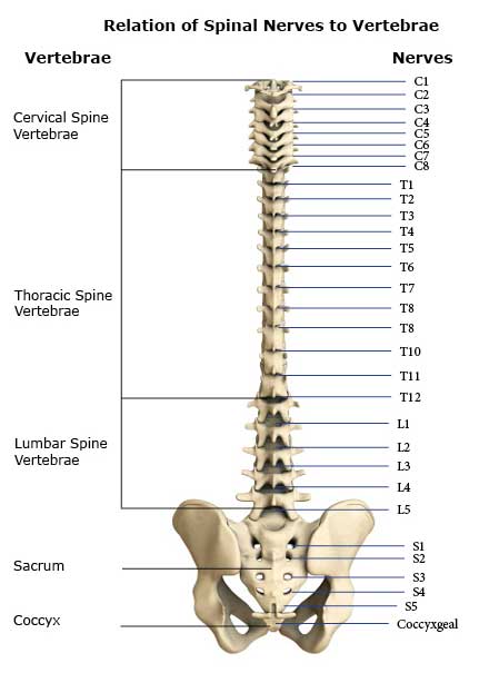 Relation of Spinal Nerves to Vertebrae